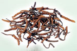 Raw Cordyceps Sinensis