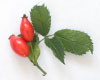 Rose hip