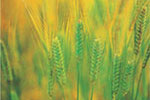 Wheat germ